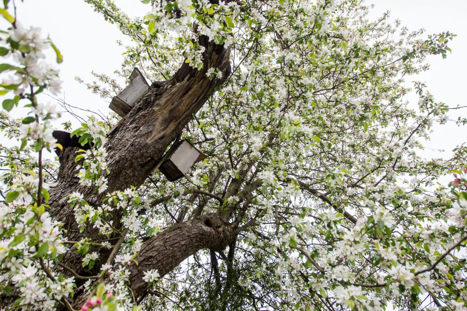 Lietuvos obelų motina pasidabino baltu nuometu