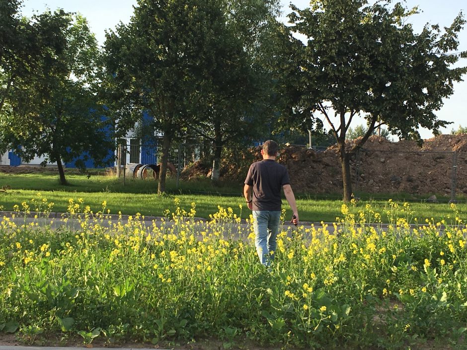 Kauniečiai juokiasi: Šiaurės prospekte sužėlė rapsai