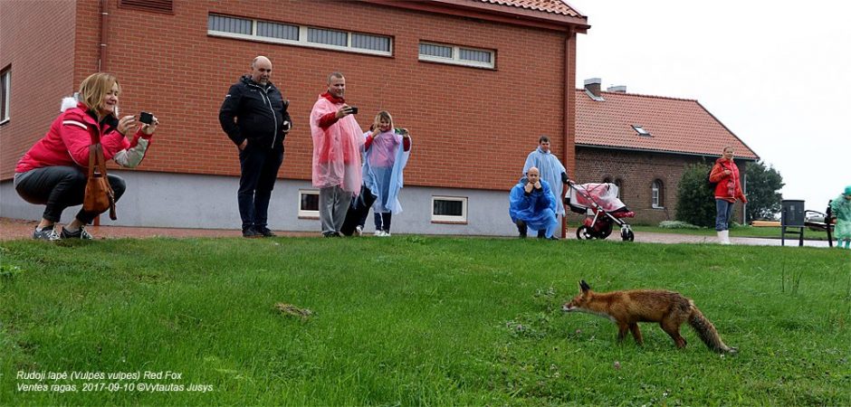 Ventėje šeimininkauja lapė