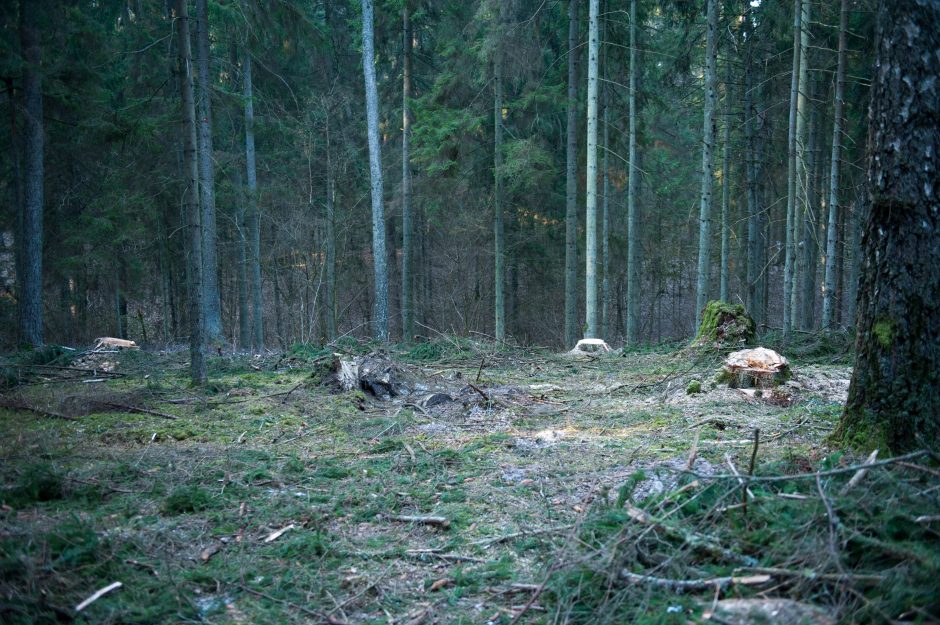 Kurortinės Kulautuvos miško genocidas: kas iš jo pelnosi?