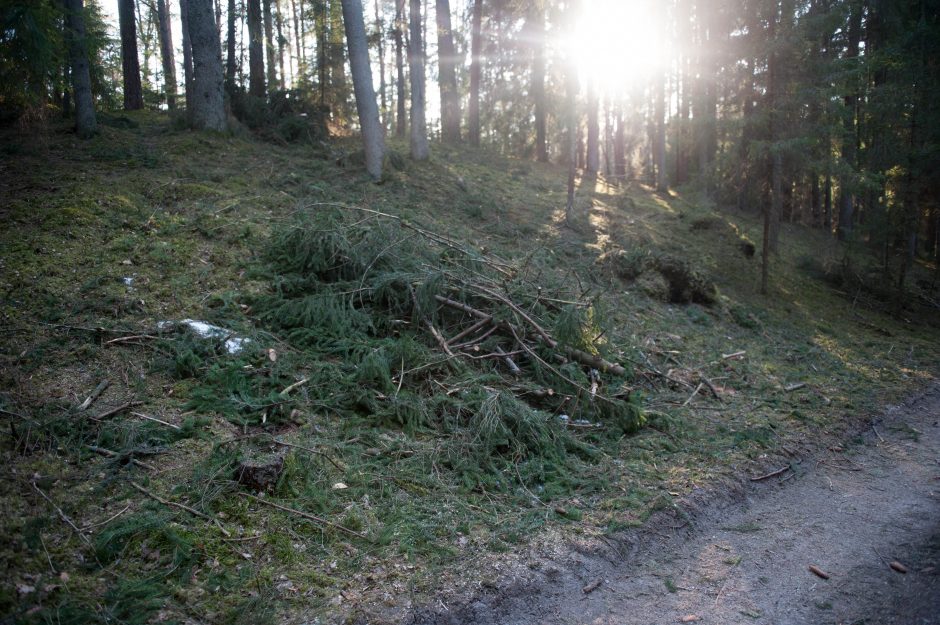 Kurortinės Kulautuvos miško genocidas: kas iš jo pelnosi?