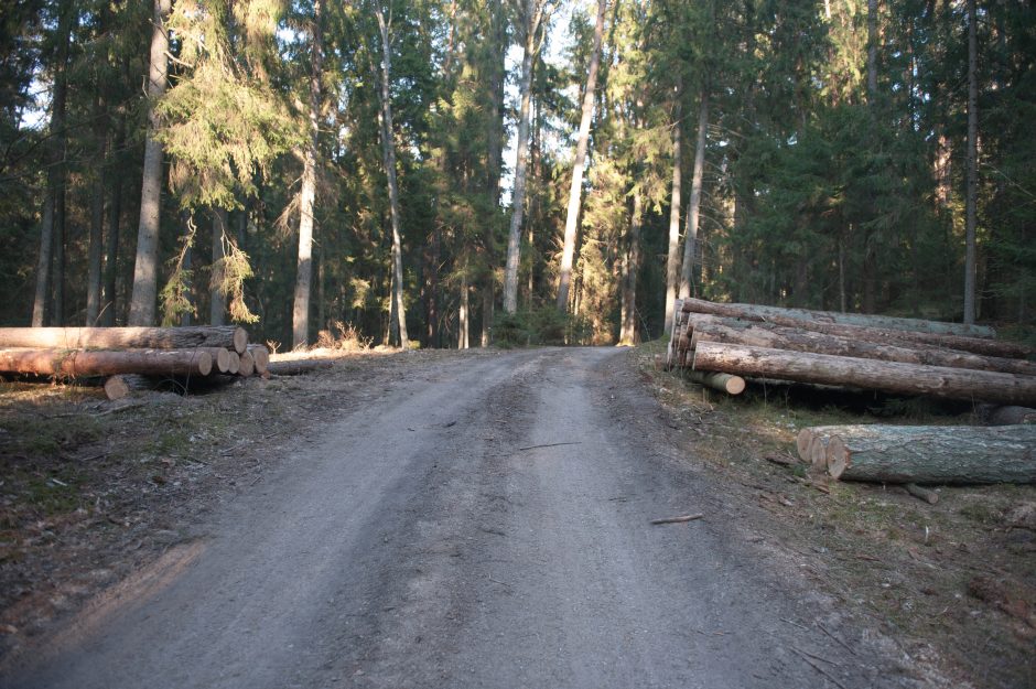 Kurortinės Kulautuvos miško genocidas: kas iš jo pelnosi?