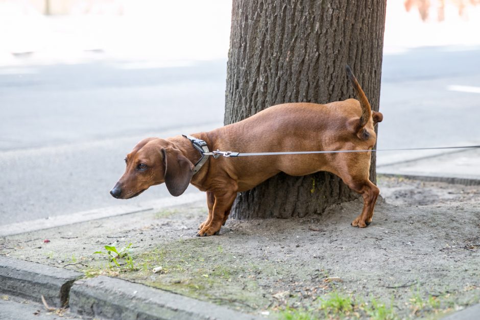 Nenuobodi įšunio Cveko kasdienybė