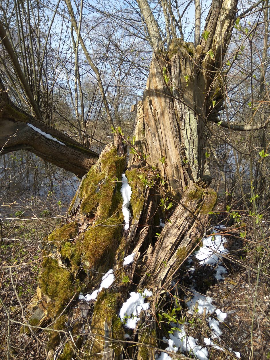 Vilhelmo kanale – bebrų skulptūros