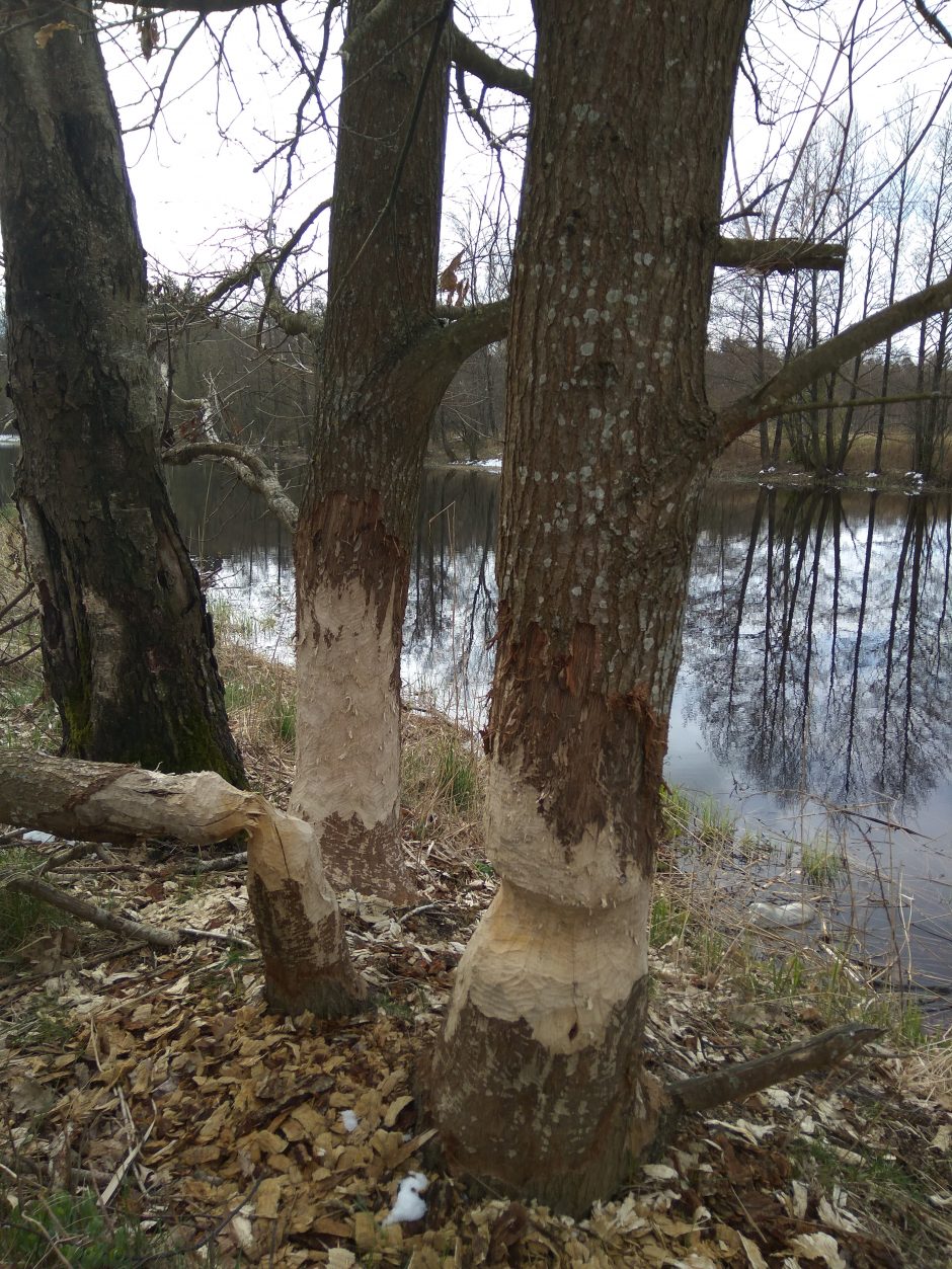 Vilhelmo kanale – bebrų skulptūros