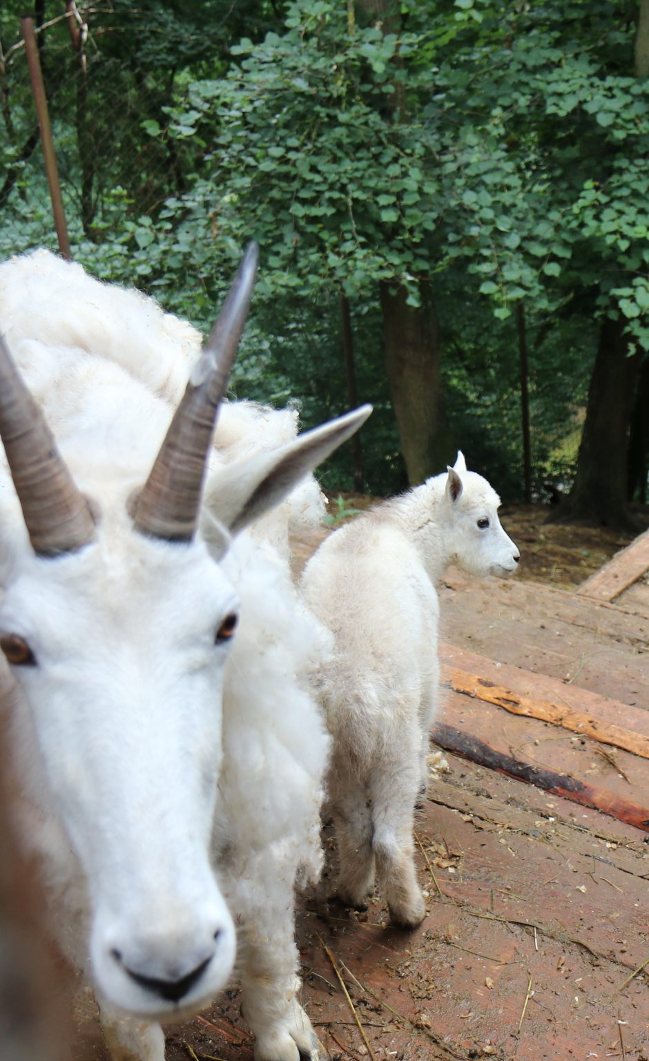 Lietuvos zoologijos sode – dar vienas mielas jauniklis