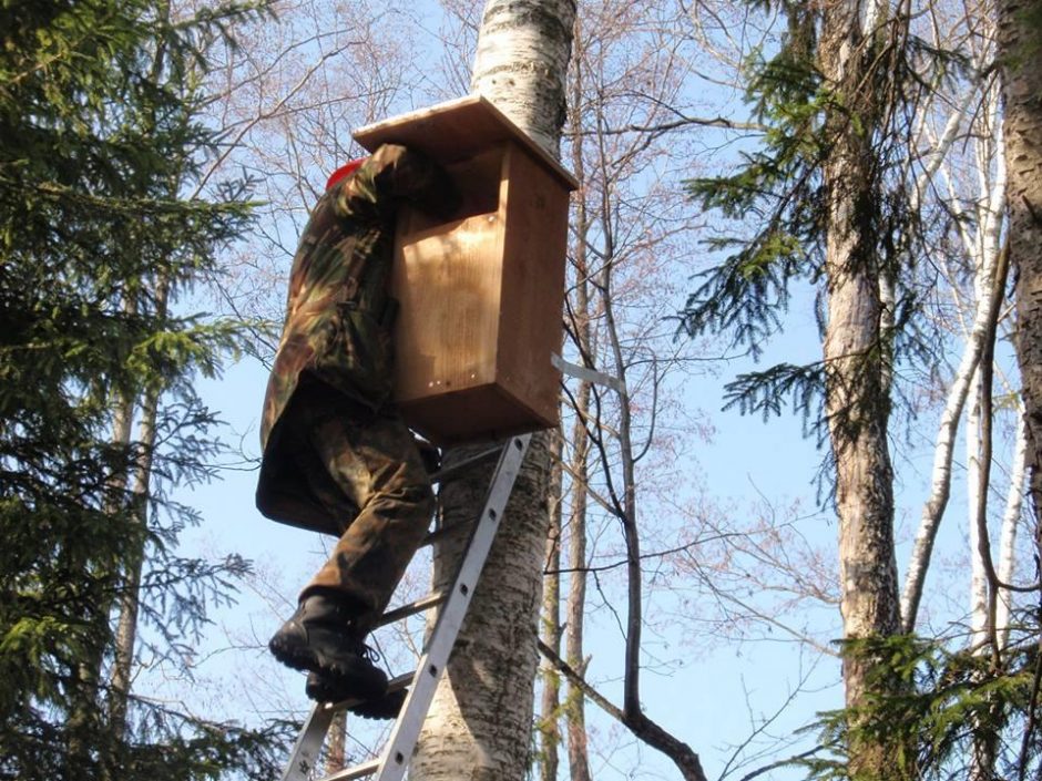 Uralinių pelėdų laukia nauji inkilai