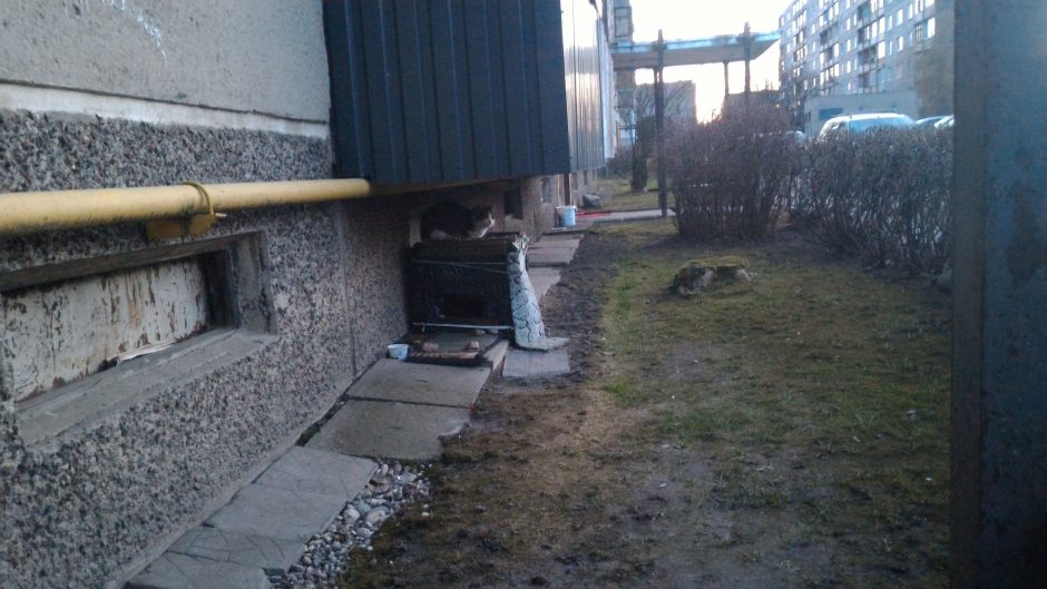 Kauniečiai: benamės katės okupuoja daugiabučių namų kiemus