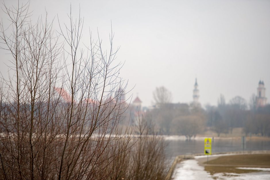 Nuo brūzgynų Kaune bus išvalyta dar viena pakrantė