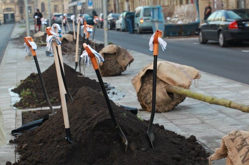 Šermukšnių gatvėje pasodinti šermukšniai