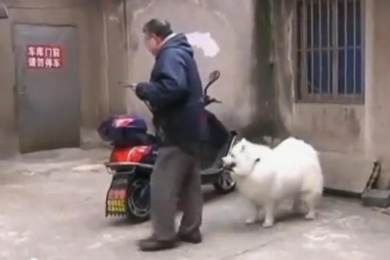Kinijos gyventojas giriasi auginantis šunį matematiką 