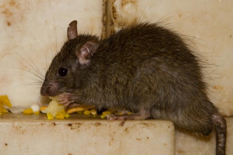 Neįtikėtina evoliucija: pasinaudojęs nuodingu augalu žiurkėnas „dresuoja“ plėšrūnus