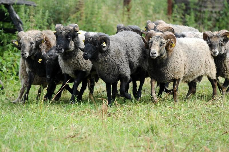 Paprastesni reikalavimai avių skerdykloms turėtų atpiginti avieną
