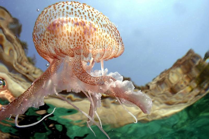 Sukurta vandeniliu varoma medūza-robotė 