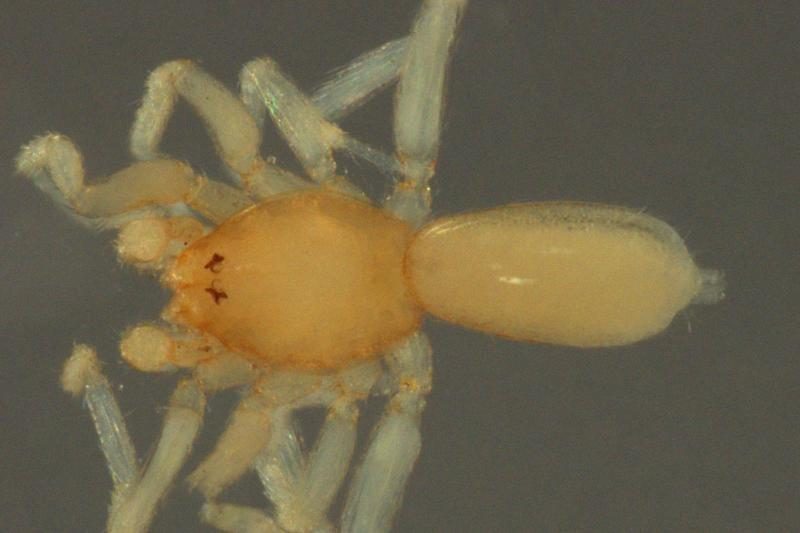 Nauja vorų rūšis pavadinta filmų apie gamtą žvaigždės vardu