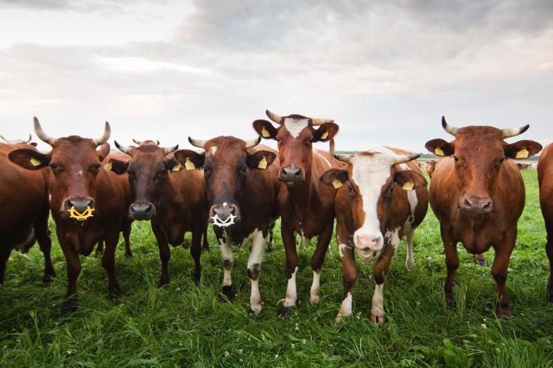 Maisto ir veterinarijos tarnyba: Rusijoje plinta snukio ir nagų liga