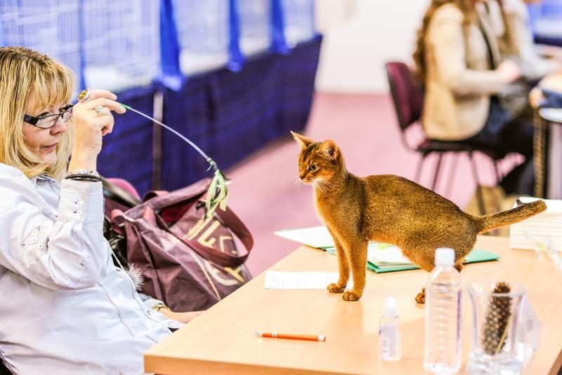 Kačių parodoje Kaune triumfavo ilgauodegis Meino meškėnas