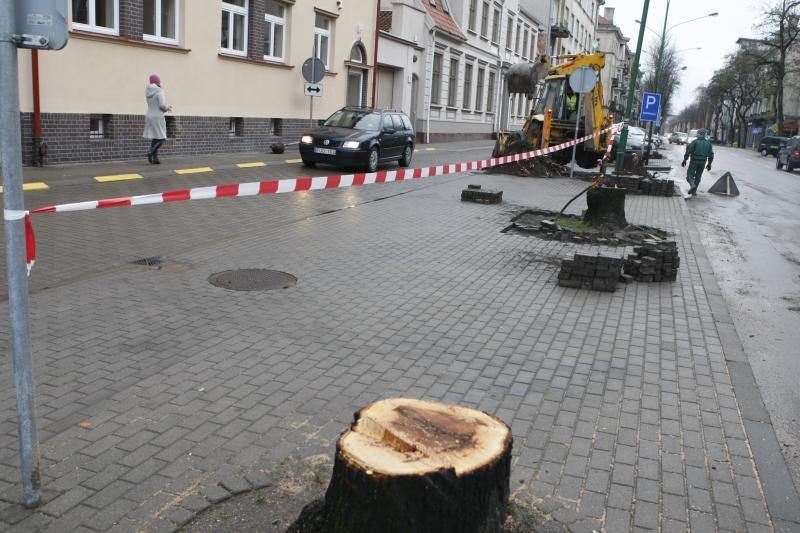 Liepų gatvę „palieka“ ilgametės miesto liepos