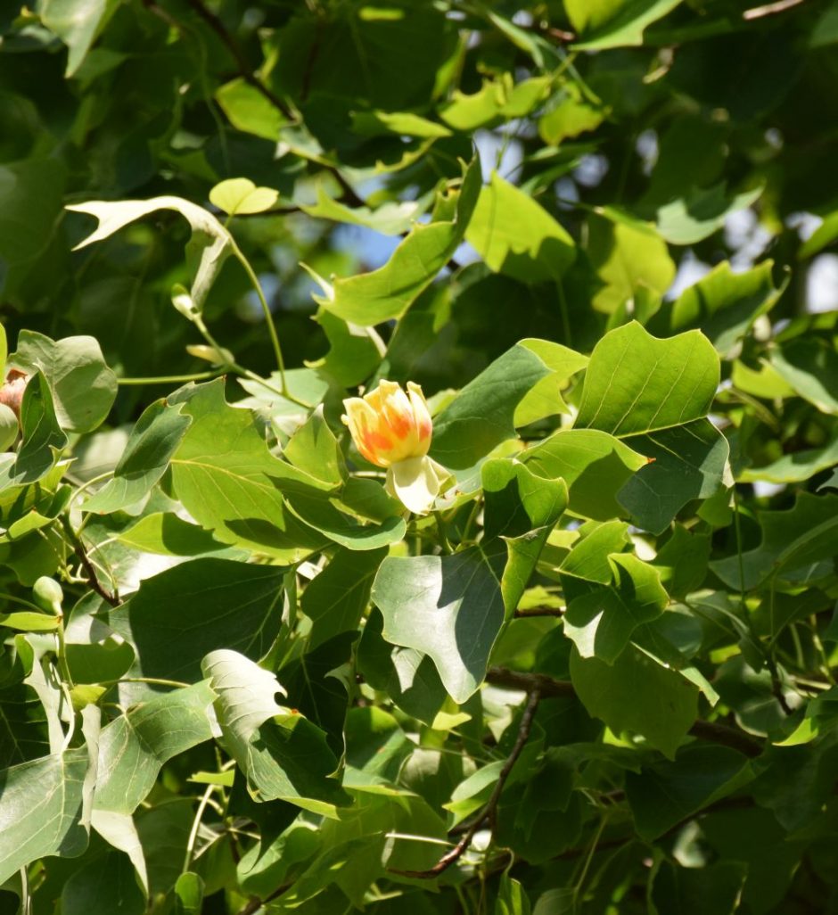 Tikrąją vasaros pradžią Botanikos sode skelbia pražydę tulpmedžiai