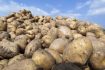 Skelbimas - Bulvės pašarinės, brokuotos, atrūšiuotos