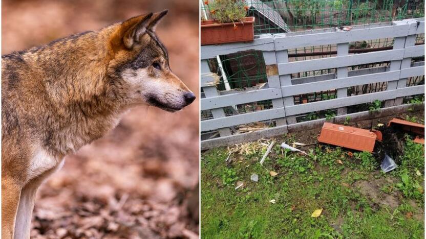 Kėsinosi: beglobių gyvūnų prieglaudą naktį atakavo itin įsiutęs gyvūnas, kuris nepabūgo keturių didžiulių šunų už tvoros.