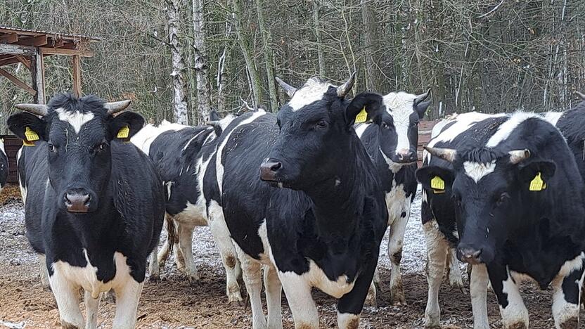 Biosaugos priemonės gyvulininkystės ūkiuose padeda išvengti užkrečiamųjų ligų plitimo ir išlaikyti šių ūkių konkurencingumą, perspektyvumą.