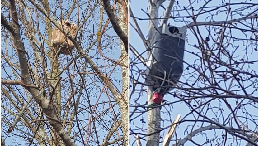 Įkėlė: kažkas prie upės augančius medžius apraišiojo plastikiniais indais – esą tai bus inkilai paukščiams.