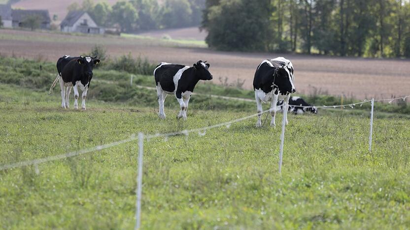 Parama ūkiams – ir naudinga, ir reikalinga: pavyzdžiui, pienininkystės veikloje ji svarbi, nes pieno supirkimo kainos daug metų nedidėja, o visa kita brangsta. 