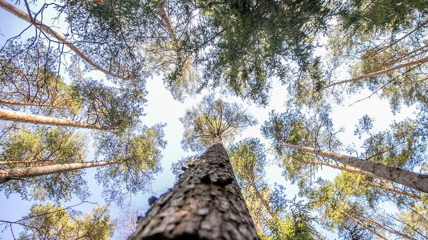 Faktas: net trečdalį klimato kaitos poveikio švelninimo tikslų galima pasiekti sustabdžius miškų nykimą.Justi