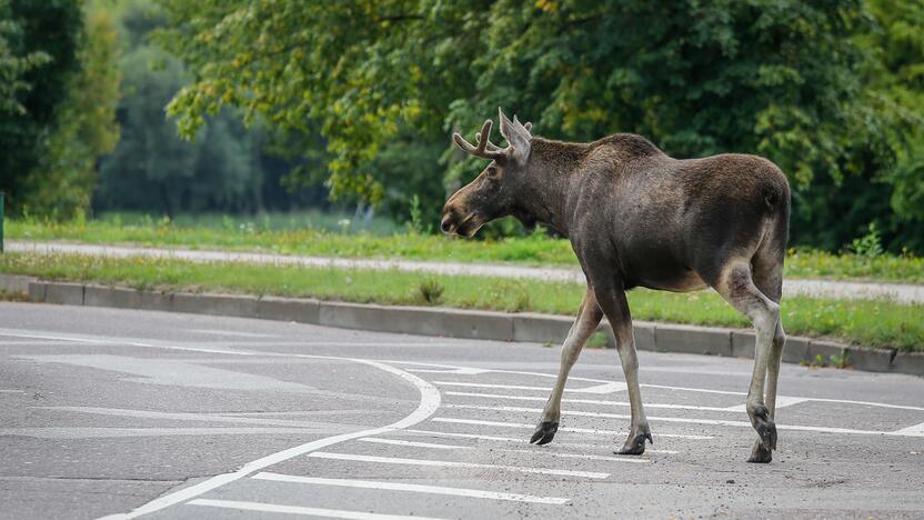 Padariniai: susidūrimas su briedžiu prilygsta susidūrimui su sunkiasvore transporto priemone.