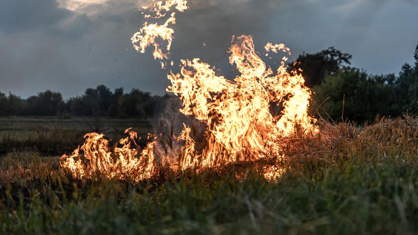 Žalos: deginant žolę, žūsta augalai, jų sėklos, vabzdžiai, gyvūnai, perintys paukščiai