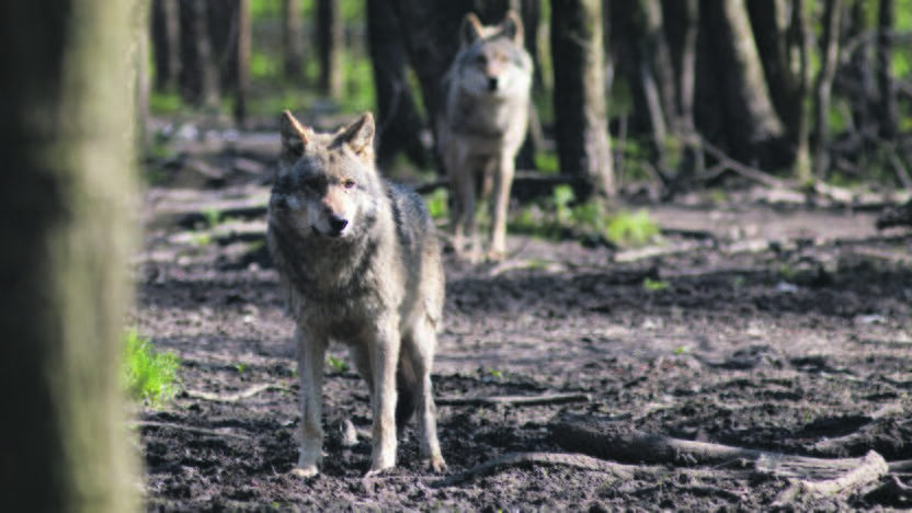 Planas: avių augintojai siūlo problemą spręsti didinant leidžiamų medžioti vilkų limitą, atsodinant miškus, lengvinant vienišų vilkų medžiojimo procesą.