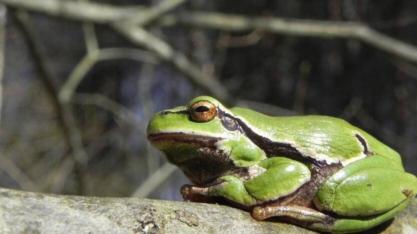 Paprastoji medvarlė (Hyla arborea) 