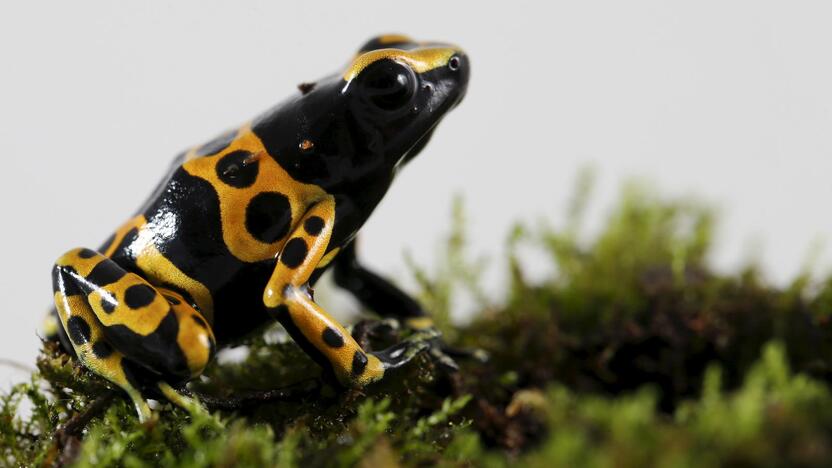 Dendrobates leucomelas varlė (asociatyvi nuotr.)