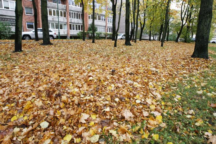 Prapliupus lietui, krintantys lapai pridaro bėdų: technika gatvėse sukinėsis dažniau