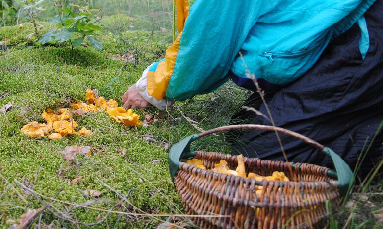 Dzūkai nebesidairo į mišką – grybų nebus iki vėlyvo rudens