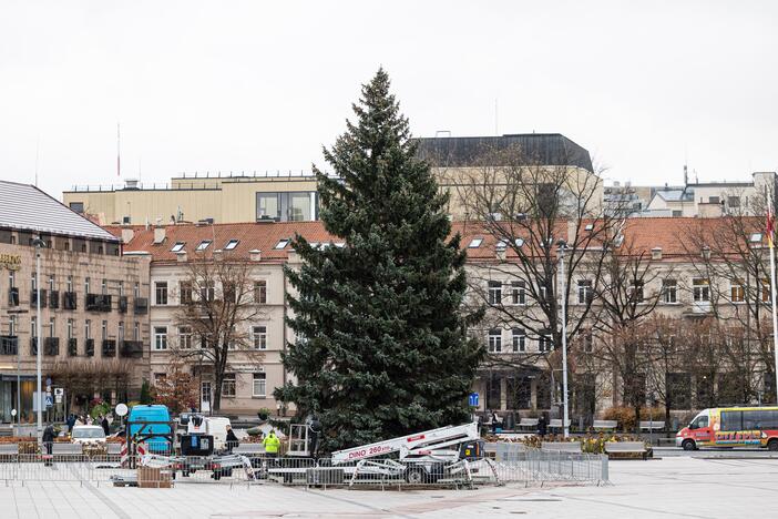 Vilniuje pradėta statyti Kalėdų eglė