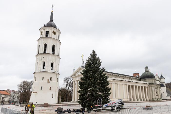 Vilniuje pradėta statyti Kalėdų eglė