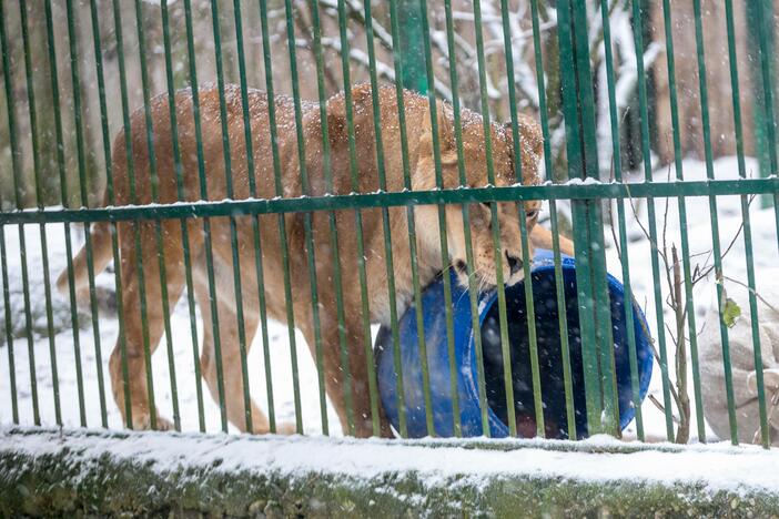 Zoologijos sodo gyvūnai sulaukė kalėdinių dovanų