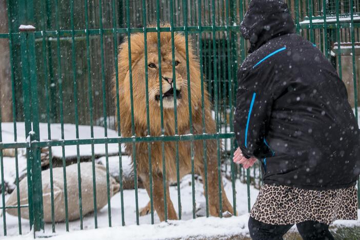 Zoologijos sodo gyvūnai sulaukė kalėdinių dovanų