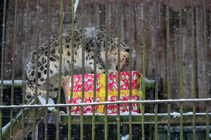 Zoologijos sodo gyvūnai sulaukė kalėdinių dovanų