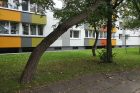 Klaipėdos daugiabučių namų kieme pavojus dėl medžių: žmonės baiminasi nelaimių Klaipėdos daugiabučių namų kieme pavojus dėl medžių: žmonės baiminasi nelaimių