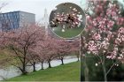 Į Nemuno salą grožėtis žiedais jau kviečia pražydusios sakuros Į Nemuno salą grožėtis žiedais jau kviečia pražydusios sakuros