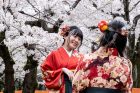 Japonijoje žydi sakuros Japonijoje žydi sakuros