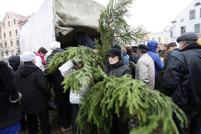 Eglės šakų dalinimas Klaipėdoje