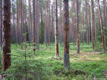 Vabzdžių pakenkti džiūstatntys eglynai.