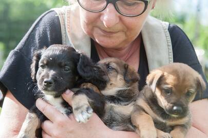 Greitai: gyvūnų mylėtojai galės užduoti aktualius klausimus veterinarijos specialistams net ir bažnyčioje.