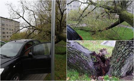 Incidentas: virsdamas medis galėjo prispausti ir automobilį, ir žmones.