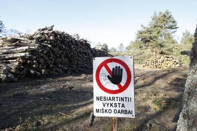 Akibrokštas: prie kelio į Nidą akį iš tolo rėžia daugybė nukirstų medžių.