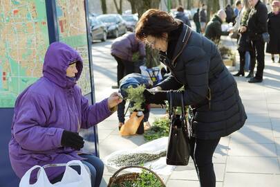 Tradicija: sekmadienį gausūs būriai klaipėdiečių skubėjo į bažnyčias šventinti verbų.